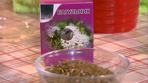 чай из багульника