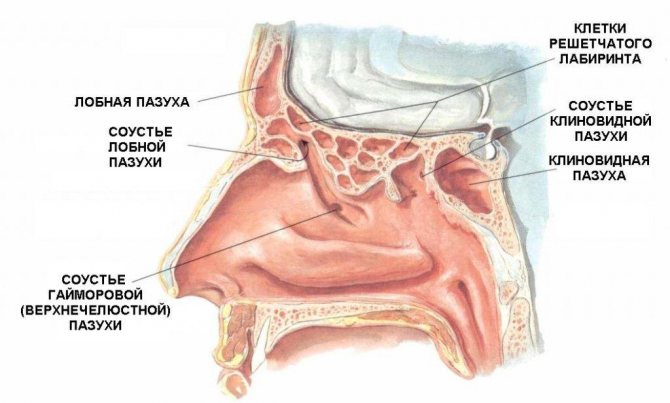 Что это значит, когда лобные пазухи не развиты