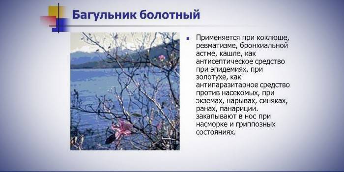 Как лечить кашель багульником