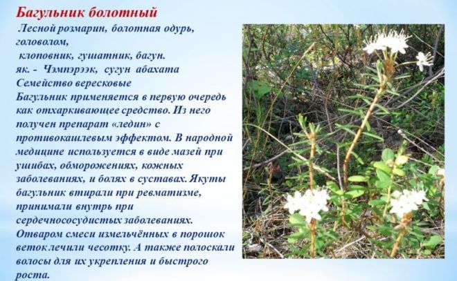 Лечебные свойства багульника