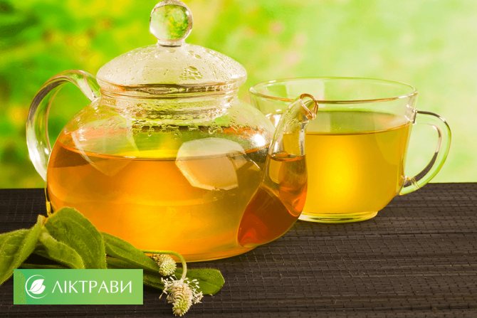 отвар подорожника от гайморита