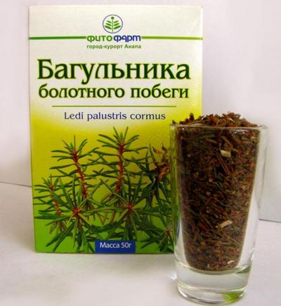 побеги багульника болотного