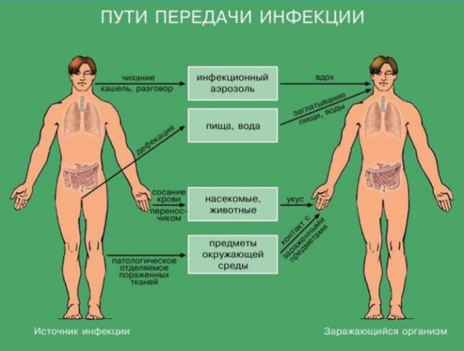 Пути передачи инфекции