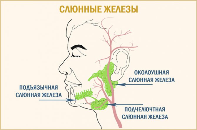 Расположение слюнных желез