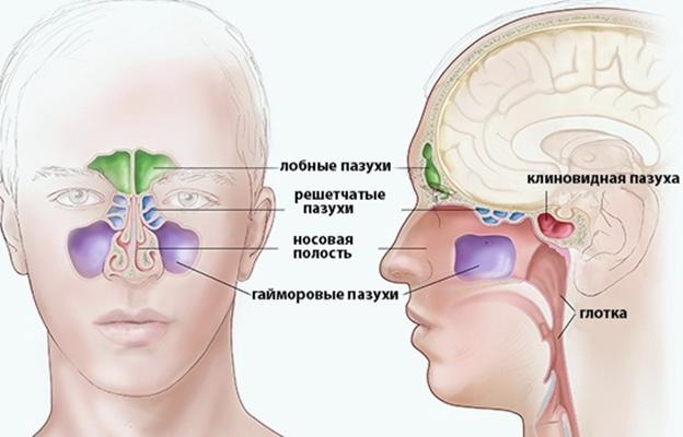 Рентгеновская съемка лобных пазух